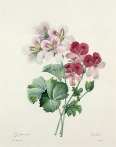 Varietà di geranio (Cicognaia) da 